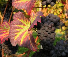 Weingut Jürg & Daniela Bild 6