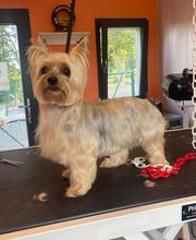 Nany'Dog Toilettage image 20