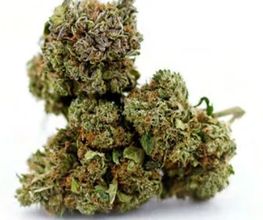 GreenBerry Store image 12