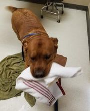 Wayne Heights Animal Hospital image 12