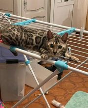 Chatterie Panthera du Maquis image 4