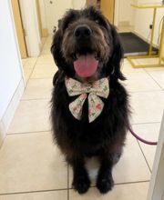 Lincoln Avenue Cat & Dog Hospital image 12