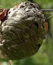 Bellue Stephane image 4