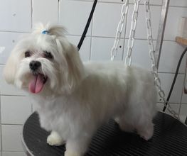 Animalook image 17