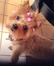 Mutt Hut Pet Grooming image 4