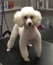 Au Look Canin image 4