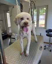 Canin Félin Toilettage image 6