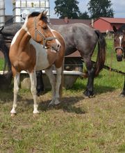 Reiterhof Daugzin C. Edel & E. Berkhahn GbR Bild 14