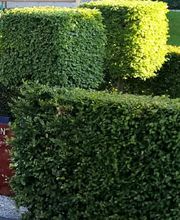 Swiss Garden Design GmbH Bild 1