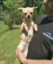 Élevage familial de la Pomaille image 10