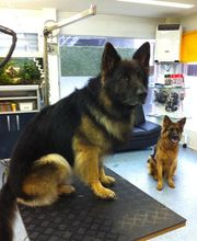 Hundesalon Adonis GmbH Bild 3
