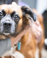 TotalBond Veterinary Hospital at Forestbrook image 20