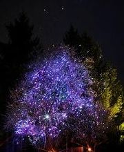 ACLS Lasershow und Lichtkunst Bild 11