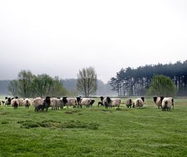 Hof Diestel Bild 2