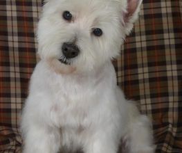 Elle'Dog image 4