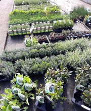 BJL Potager image 2