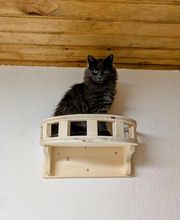 Douce Ronronnade image 6