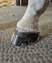 DLS Maréchalerie, Dimitri LE SOMMIER Bild 3