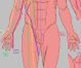 meridianen_erica_bernardus_acu