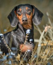 Hunde-Shooting-Outdoor-Klick-Moment-Fotostudio-Gera-Zwoetzen-Buergerhof.jpg