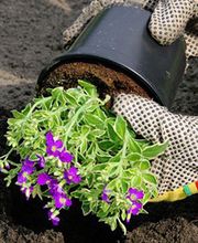 Amis Des Jardins image 1