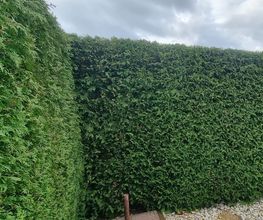 Gartenservice Cedric Rother Bild 3