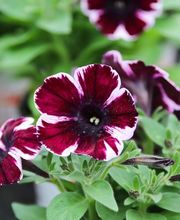 Schöne Blumen Floristik & Gartenbau Bild 6