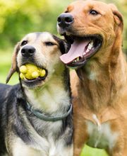 Dominion Valley Animal Hospital image 4