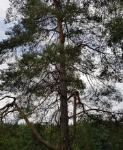 Jardins Arborés image 10