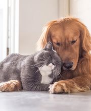 VetoAdom Sarl Bild 2