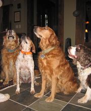 Monroe County Animal Hospital image 3