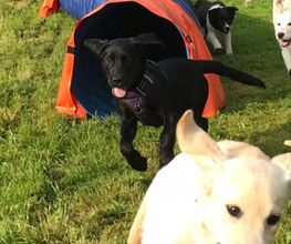 Küstenwolf Hundetraining Kiel Bild 8