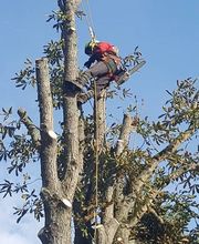 La Salamandre image 1