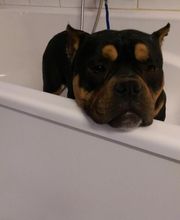 Chadog Toilettage image 13