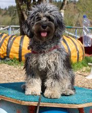 Hundeschule Guggisberg Bild 6