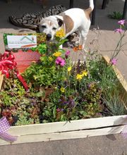 Staudengärtnerei David Müller Bild 12