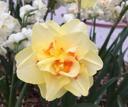 Gander Gartenbau Bild 1