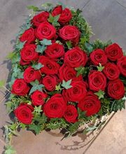 Blumen und Pflanzen Bild 10