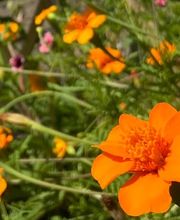 Au détour d'un jardin image 11