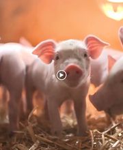 Pienso ecológico Bifeedoo imagen 8