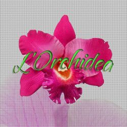 L'Orchidea logo
