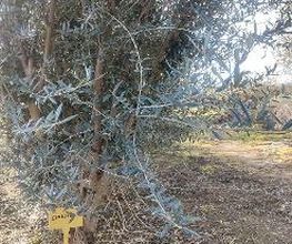 Viveros de Olivos Manoli imagen 6
