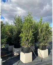 Planthispania imagen 13