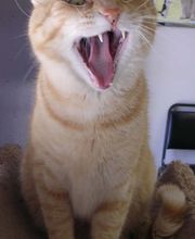 Belle Plaine Animal Hospital image 13