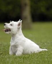 La Jolie Frimousse image 3