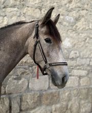 Ecole d'Equitation Du Bélice image 3