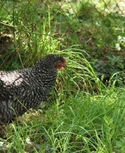 Audemard EARL image 1