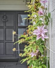 Vertikale Begrünung.JPG