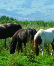 DOMAINE D'HIPPIOS image 4