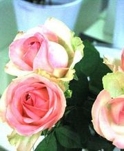 Aux Fleurs de l'Aulne image 12